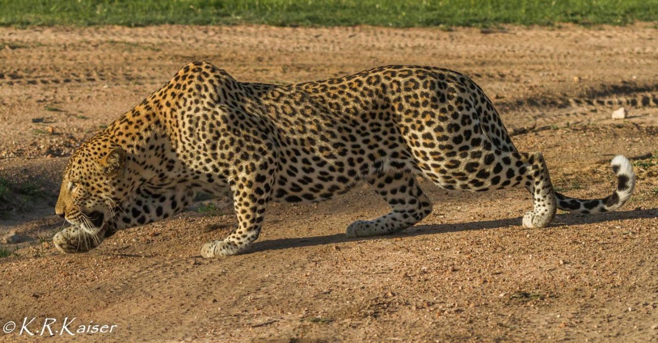 Villa Monwana Wildreservat Thornybush Exterior foto